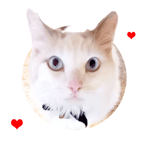 Cat Sticker for iOS & Android | GIPHY
