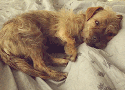 Dog Sleep GIF