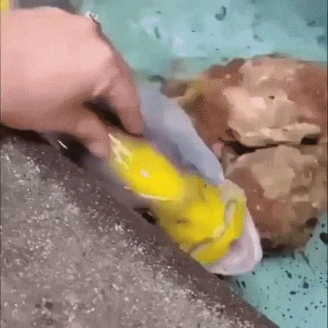 Petting a fish in funny gifs