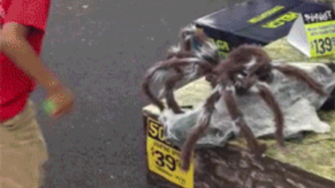 Spider Wasted gif