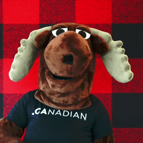 Canada moose