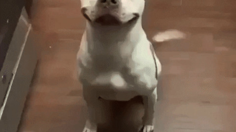 One happy doggo
