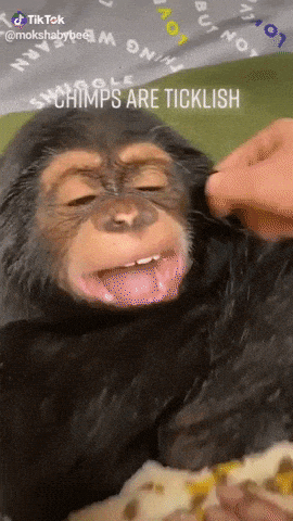 Chimps are ticklish in funny gifs