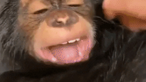 Chimps are ticklish