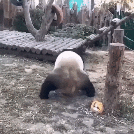 Master Po is that you in funny gifs