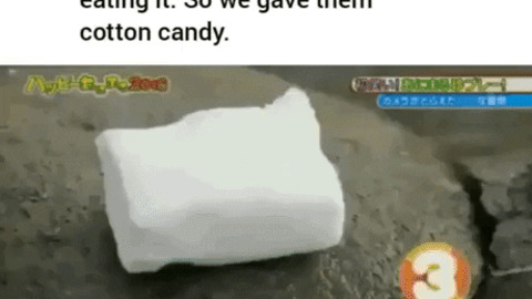 Cotton candy prank on raccoon gif