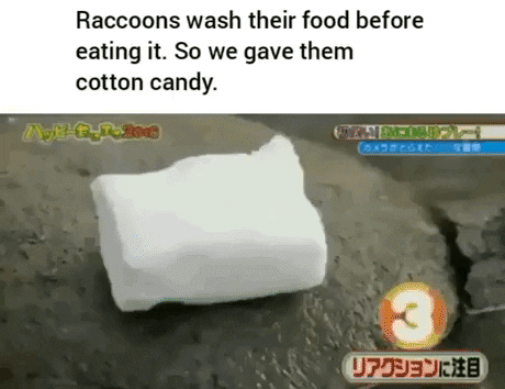 Cotton candy prank on raccoon in animals gifs
