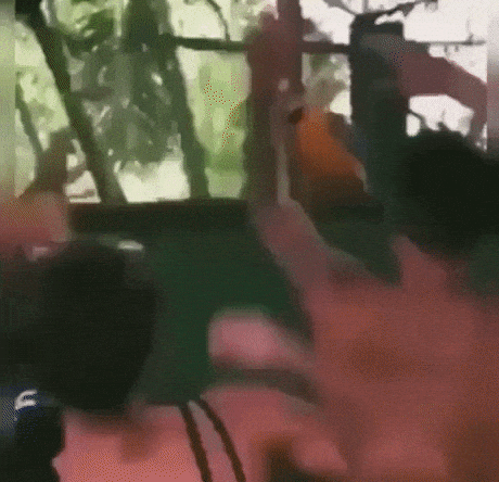 Parrot got moves in funny gifs