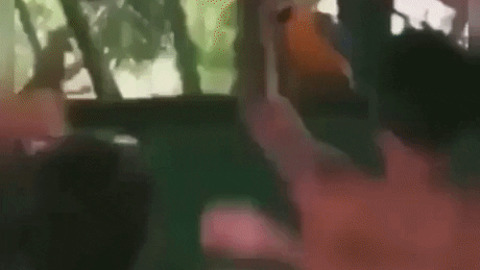 Parrot got moves