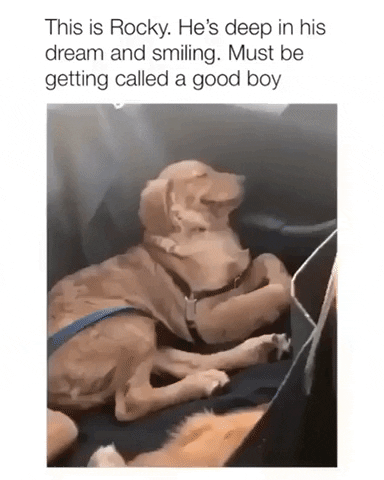 When you called good boy in dream in dog gifs