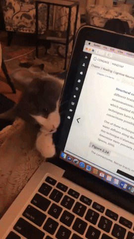 Catto want attention in cat gifs