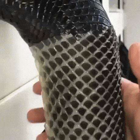 Python shedding skin in wow gifs