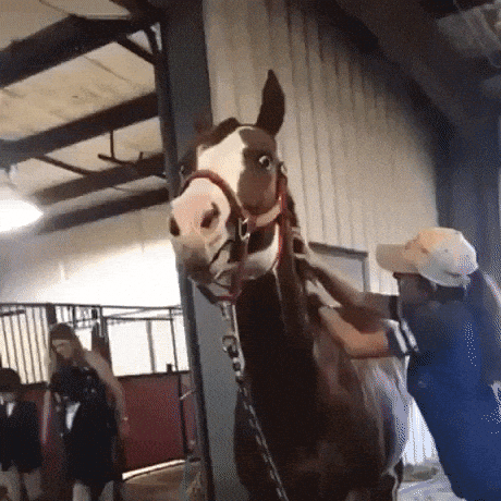 Horse likes the scratches in funny gifs