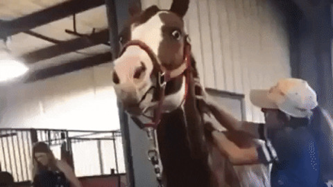 Horse likes the scratches