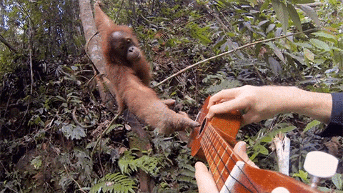 “Orangutan