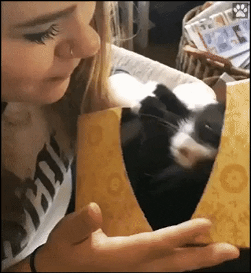Cutest thing you see today in cat gifs