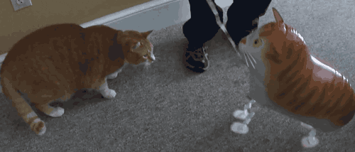 cat angry fighting balloon