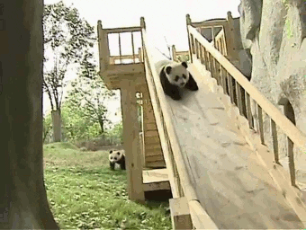 panda slide wheee