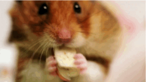 Hamster Find Share Giphy Hamster Find Share Giphy