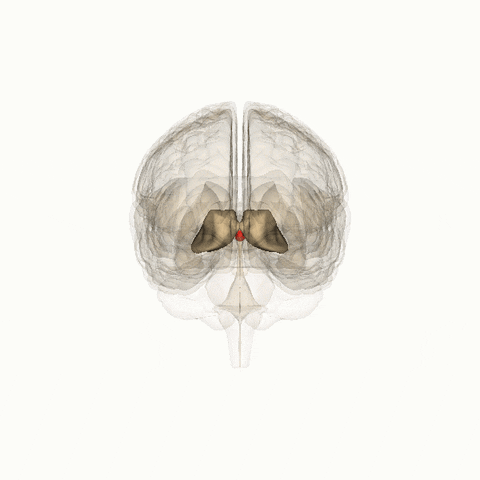 pineal gland