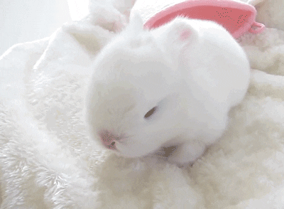 Baby Bunny GIF