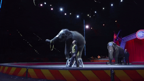 elephant with hoola hoop