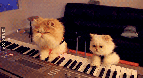 Cats playing a piano
