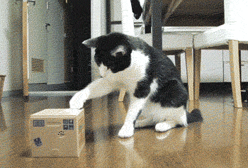 Cat Look GIF - Find & Share on GIPHY