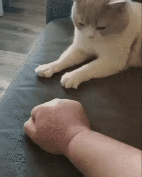 Catto Copies Hooman Doing Close-Open, High Five