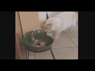 Cat GIF - Find & Share on GIPHY