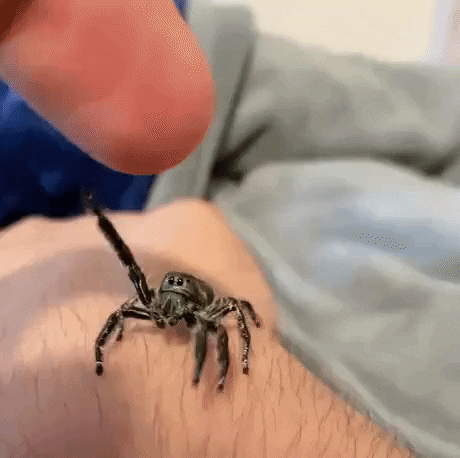 Spiderbro that loves upsies in wow gifs
