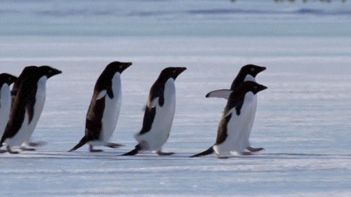 Image result for penguin walk gif