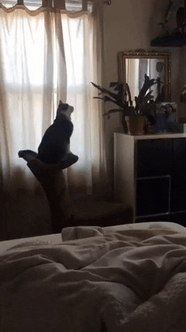 Catto the destroyer of plants in cat gifs