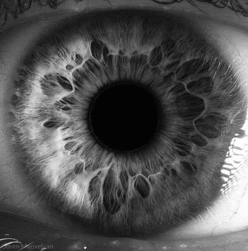 Eyeball GIF Find & Share on GIPHY