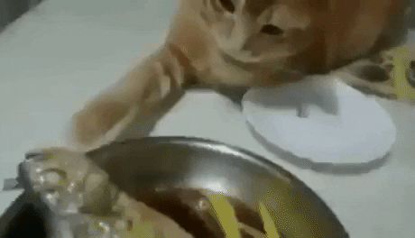 Touch the fishy in cat gifs