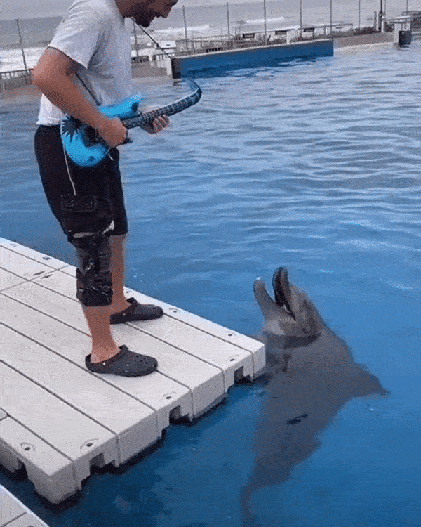 Dolphin love music in funny gifs
