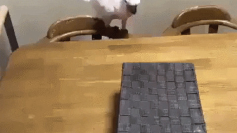 What is in the box GIF