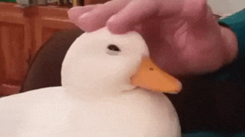 Petting duck