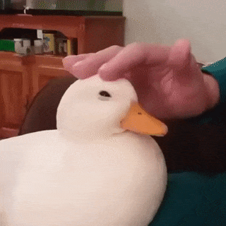 Petting duck in funny gifs