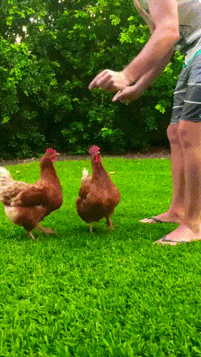 Synchronized Chicken Jump Bird Meme
