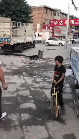 Monkey stealing bike from doggo in funny gifs