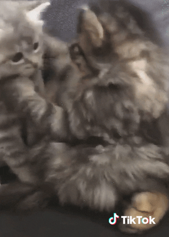 https://media.giphy.com/media/TgOSwNATLUmz5EHEZv/giphy.gif