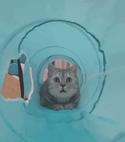 The horror on face of cat in cat gifs