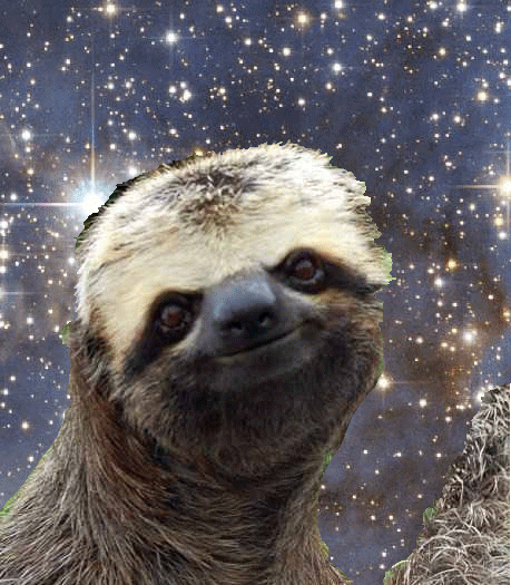 Sloths GIF - Find & Share on GIPHY