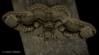 asomadetodosafetos.com - Fotógrafo retrata uma mariposa gigante com "olhos de tigre" nas asas: perfeição