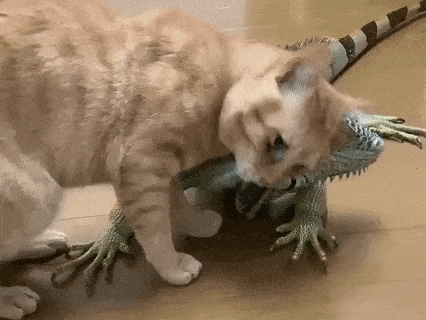 Catto and smol dragon in cat gifs