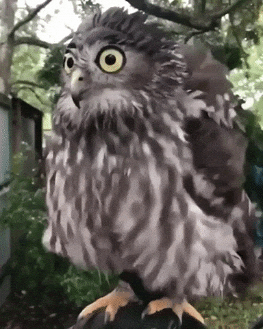 Owls are something else in funny gifs