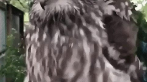 Owls are something else