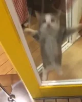 vibe cat GIF to use in Instagram comments