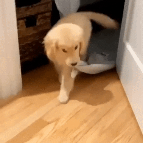 Tired Golden Retriever Gif Find Share On Giphy